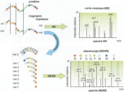 Carte peptidique massique proteomics mass spectrometry tandem MS MS/MS gel bidimensionnel 2D DIGE MALDI TOF ESI ICAT isotope trypsine hydrolysis spectrogram functional genomics quadrupole biochimej