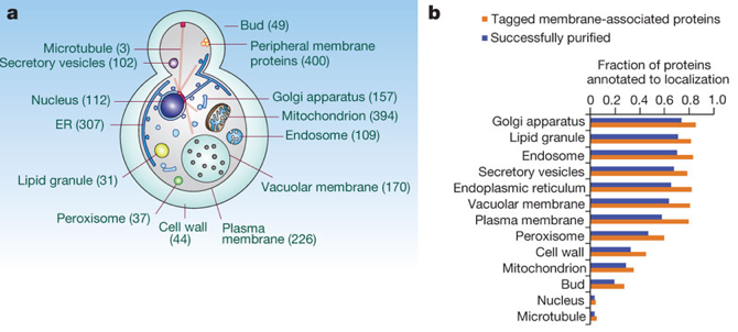 proteome membrane levure saccharomyces proteomics mass spectrometry tandem MS MS/MS gel bidimensionnel 2D DIGE MALDI TOF ESI ICAT isotope trypsine hydrolysis spectrogram functional genomics quadrupole biochimej