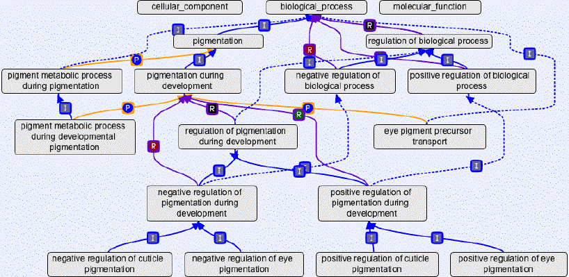 biochimej Filiation des mots ontologie graph graphe ontology