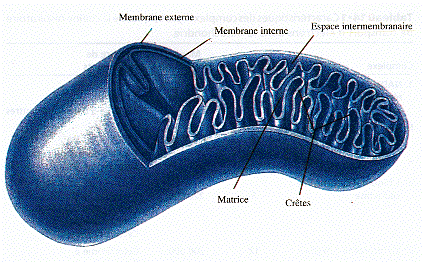 biochimej mitochondrie mitochondria respiration chaine respiratoire membrane interne espace intermembranaire matrice cycle Krebs dynamin carnitine OPA1 fusion fission
