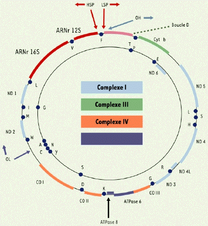 biochimej mitochondrie mitochondria respiration chaine respiratoire membrane interne espace intermembranaire matrice cycle Krebs dynamin carnitine OPA1 fusion fission genome mitochondrial