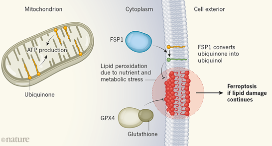 mitochondrie mitochondria respiration chaine respiratoire ferroptose ferroptosis peroxydation ubiquinol biochimej