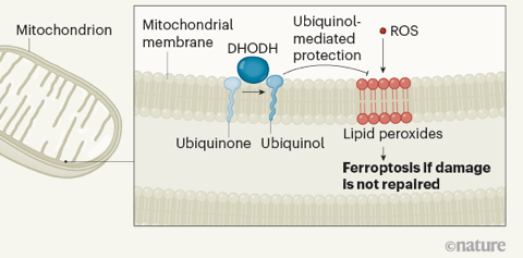 mitochondrie mitochondria respiration chaine respiratoire ferroptose ferroptosis peroxydation ubiquinol biochimej