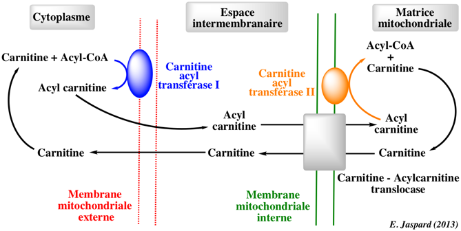 biochimej carnitine acylcarnitine transferase translocase beta oxydation oxidation acide gras fatty acid coenzyme A transport mitochondrie mitochondria