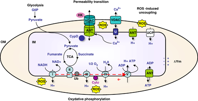 biochimej mitochondrie mitochondria respiration chaine respiratoire transport VDAC voltage dependent anion selective channel membrane interne mitochondrie carnitine coenzyme A