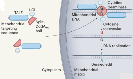 mitochondrie mitochondria edition genome ADN CRISPR Cas9 cytidine deaminase reticulum endoplasmique respiration chaine respiratoire membrane interne espace intermembranaire matrice cycle Krebs dynamin cardiolipine carnitine OPA1 dynamine dynamique dynamics fusion fission endosymbiose communication micropeptide biochimej