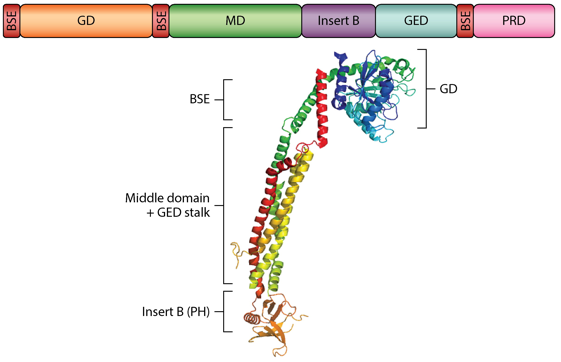 biochimej mitochondrie mitochondria respiration chaine respiratoire membrane interne espace intermembranaire matrice cycle Krebs dynamin carnitine OPA1 fusion fission dynamique dynamics