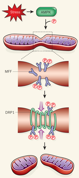 biochimej MFF factor mitochondrie mitochondria respiration chaine respiratoire membrane interne espace intermembranaire Krebs dynamin carnitine DRP1 fusion fission dynamique dynamics proteine kinase active AMP AMPK autophagy