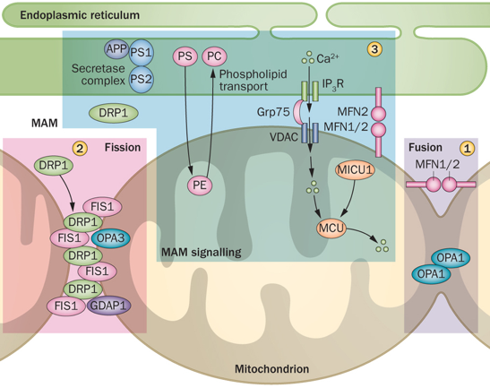 biochimej reticulum endoplasmique mitochondrie mitochondria respiration chaine respiratoire membrane interne Krebs dynamin DRP1 OPA1 MAM fusion fission dynamique dynamics