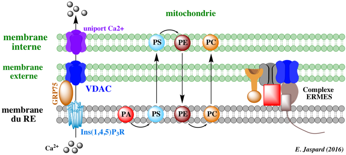 biochimej reticulum endoplasmique mitochondrie mitochondria respiration chaine respiratoire Krebs dynamin DRP1 OPA1 MAM Mdm12 fusion fission dynamique dynamics Gem1 site contact