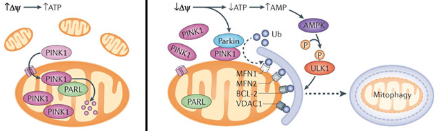 biochimej dynamique dynamics mitochondrie mitochondria respiration chaine respiratoire membrane interne espace intermembranaire matrice cycle Krebs dynamin carnitine OPA1 fusion fission microtubule AMPK PINK1 mitophagy mitophagie autophagy autophagie PARK Clu