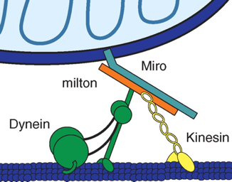 biochimej kinesin dynein milton miro dynamique dynamics mitochondrie mitochondria respiration chaine respiratoire membrane interne espace intermembranaire matrice cycle Krebs dynamin carnitine OPA1 fusion fission microtubule AMPK PINK1 mitophagy mitophagie autophagy autophagie PARK Clu