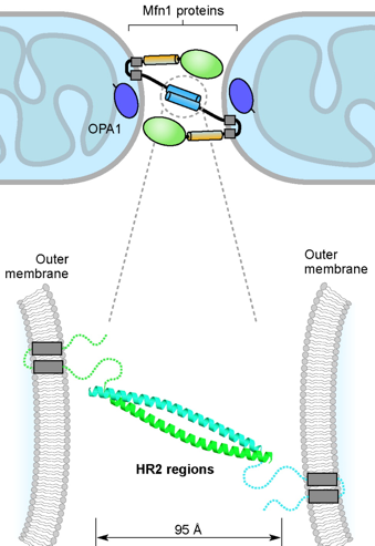 biochimej dynamique dynamics mitochondrie mitochondria respiration chaine respiratoire membrane interne espace intermembranaire matrice cycle Krebs dynamin carnitine OPA1 fusion fission MFN1 MFN2 mitofusin SNARE