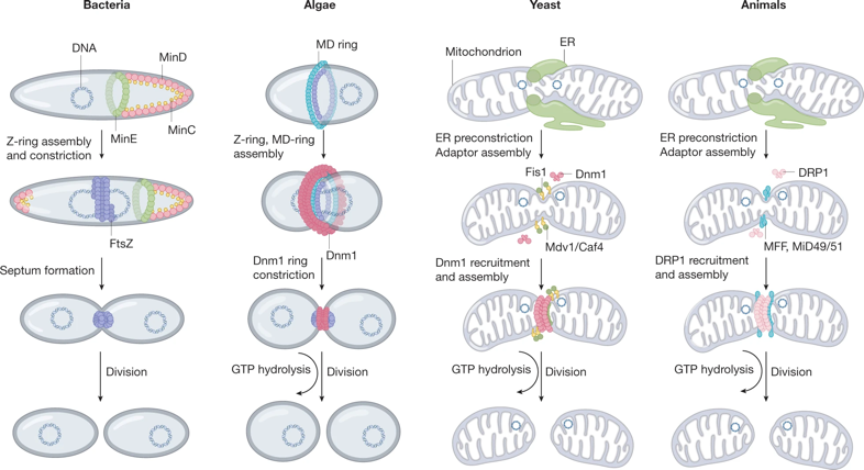 biochimej dynamique dynamics mitochondrie mitochondria respiration chaine respiratoire membrane interne espace intermembranaire matrice cycle Krebs dynamin carnitine OPA1 fusion fission
