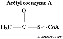 Structure de l'acetyl-CoA