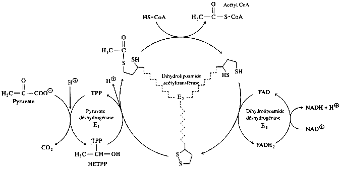 Reaction catalyse pyruvate deshydrogenase translocation transport symport pyruvate acide citrique tricarboxylique Krebs Szent Gyorgyi succinyl acetylcoa CoA coenzyme A biochimej
