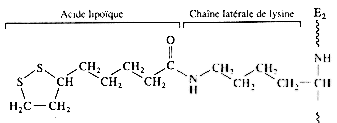 Structure de l'acide lipoique