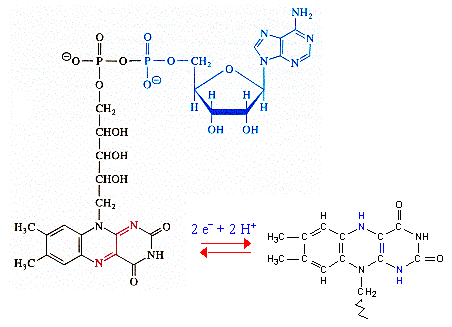 Structure de la flavine adenine dinucleotide ou FAD