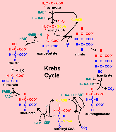 Cycle Krebs animaux animal biochimej