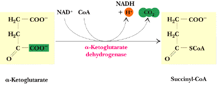 Regulation alpha cetoglutarate deshydrogenase cycle Krebs biochimej