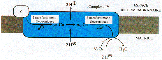 Transfert d'electrons par le complexe IV : cytochrome c oxydase