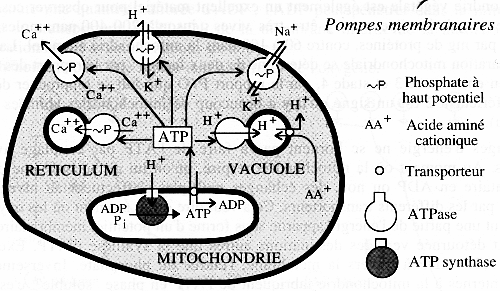 Theorie chimio osmotique respiration vegetaux ATP synthase Bioenergetique oxydo reduction NAD chaine respiratoire ATP synthase biochimej