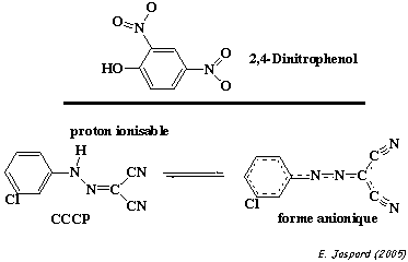 dinitrophenol cyanure antimycine thenoyl trifluoroacétone rotenone inhibiteur decouplant synthese ATP chaine respiratoire biochimej