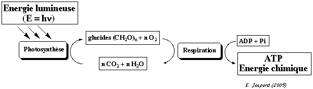 Reversibilite equilibre reaction biochimique equilibrium biochemical adenosine triphosphate NAD NADP free enthalpy energy energie libre Gibbs coenzyme biochimej