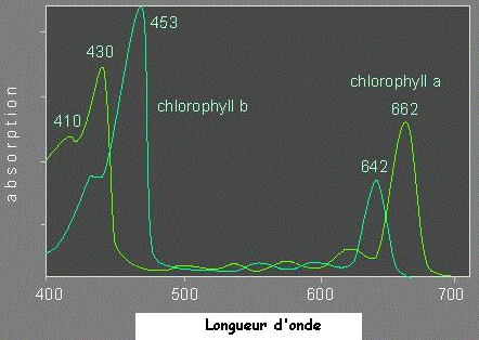 spectre absoprtion chlorophylle Photosynthese photosynthesis pigment lumiere light energy energie photon absorption spectre singulet triplet chloroplaste biochimej