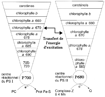 photosynthese photosynthesis antenna photosystem antenne paire speciale resonance separation charge P680 P700 CPC chloroplast lamelle stroma grana biochimej