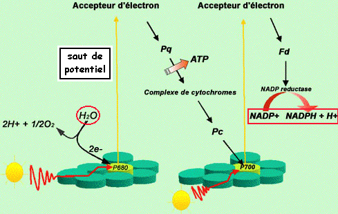 Schema en Z dans la photosynthese - passage des electrons des transporteurs a bas potentiel de reduction aux transporteurs a fort potentiel de reduction