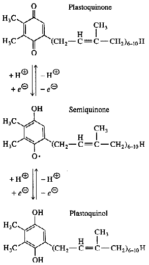 plastoquinone semiquinone biochimej