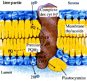cycle Q membrane thylacoide