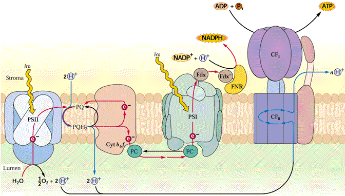 ATP synthase chloroplastique et synthese d'ATP - lamelles de stroma