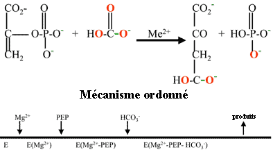 Mecanisme catalytique ordonne photosynthese photosynthesis C3 C4 CAM phosphoenolpyruvate PEP carboxylase PEPCase carboxykinase plant crassulacean acid metabolism respiration temperature CO2 conversion biochimej