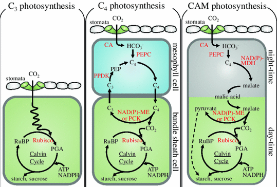 photosynthese photosynthesis C3 C4 CAM phosphoenolpyruvate PEP carboxylase PEPCase carboxykinase plant metabolism respiration temperature CO2 conversion biochimej