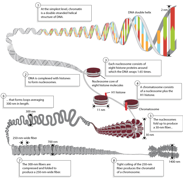 Epigenetique epigenetics histone marks modification methylation acetylation methyltransferase regulation transcription euchromatin heterochromatine biochimej