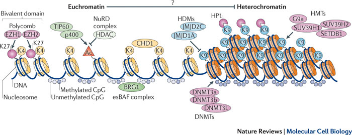 Epigenetique epigenetics histone marks modification methylation acetylation methyltransferase regulation transcription euchromatin heterochromatine biochimej