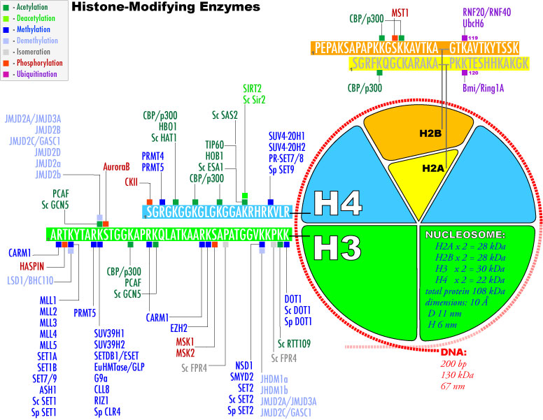 Epigenetique epigenetics histone marks modification methylation acetylation methyltransferase regulation transcription euchromatin heterochromatine lncRNA long noncoding RNA CpG HOTHAIR biochimej