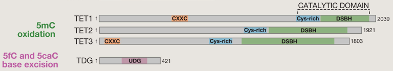 Epigenetique epigenetics histone modification methylation acetylation methyltransferase regulation transcription methylcytosine 5mc CpG island biochimej