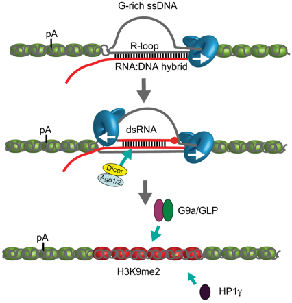 Epigenetique epigenetics histone marks modification methylation acetylation methyltransferase regulation transcription lncRNA long noncoding RNA CpG HOTHAIR boucle R-loop terminaison biochimej