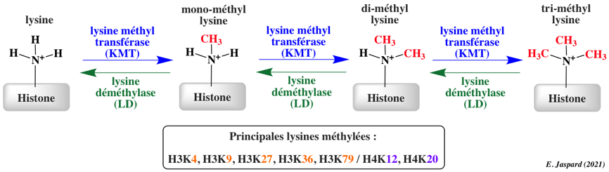 Epigenetique epigenetics histone modification methylation methyltransferase demethylase transcription euchromatin heterochromatine biochimej