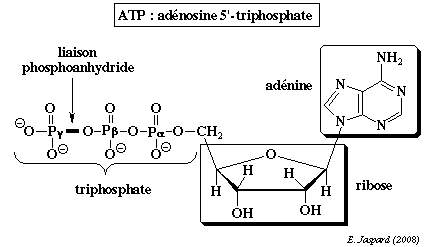 Structure ATP metabolism voie metabolique neoglucogenese glycolyse glycogenolyse respiration phosphorylation oxydative NAD biochimej