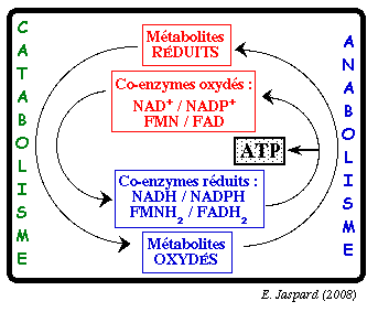 Etat redox metabolite metabolism voie metabolique neoglucogenese glycolyse glycogenolyse respiration phosphorylation oxydative ATP NAD biochimej