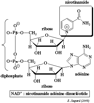 Structure NAD metabolism voie metabolique neoglucogenese glycolyse glycogenolyse respiration phosphorylation oxydative ATP biochimej