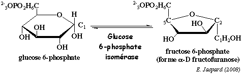biochimej reaction catalysee par la glucose 6-phosphate isomerase
