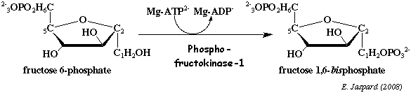 biochimej reaction catalysee par la phosphofructokinase-1