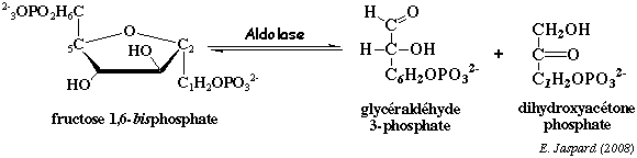 biochimej reaction catalysee par l'aldolase