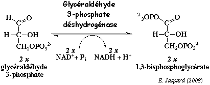 biochimej reaction catalysee par la glyceraldehyde 3-phosphate deshydrogenase