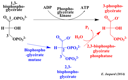 biochimej Rapoport Luebering oxygene hemoglobin bisphosphoglycerate mutase 2,3-bisphosphoglycerate 2,3-BPG